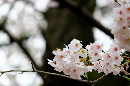 日本春天盛开的樱花图片