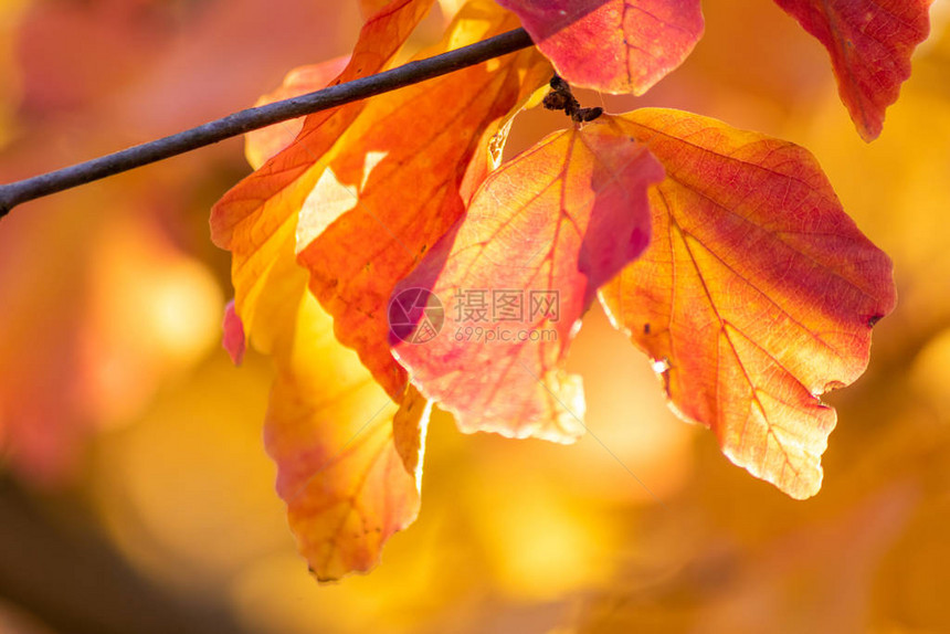 秋天和秋天的五颜六色的叶子在背光下闪发光图片