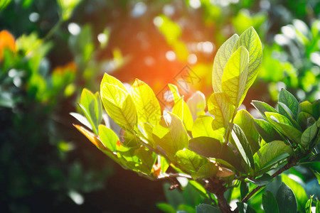 夏日阳光下新鲜的绿灌木植物拯救地球图片