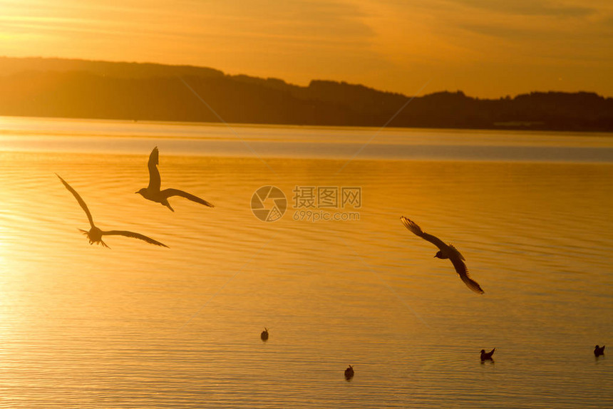 日落时在基姆西湖的海鸥图片