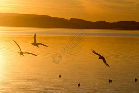 日落时在基姆西湖的海鸥图片