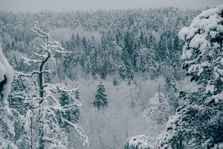 满是积雪的树木冬图片