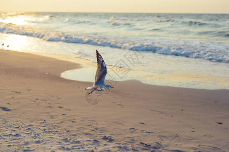 波罗的海日落与海鸥夏季时间黄金时段图片