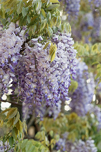 悬垂的总状花序上开有大量紫色花朵高清图片