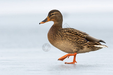 一只脚在空中行走的雌鸭子在冰冬上行走图片