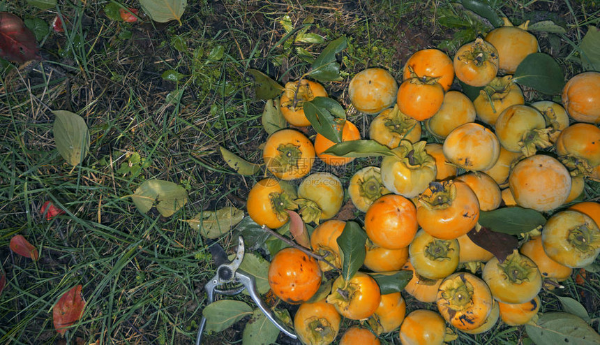 秋收柿橙熟果图片