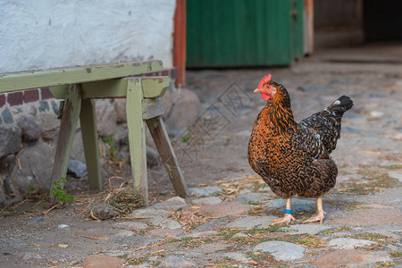 一只深棕褐色母鸡带着红冠在房子入口图片