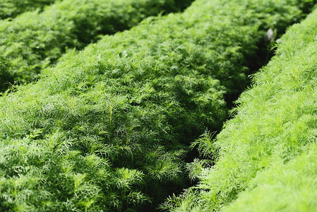 绿色有机硅植物生长在农场花园中图片