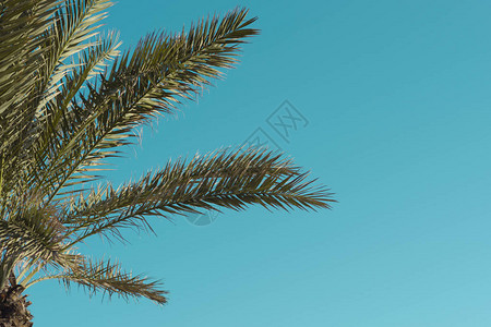 背景是天空的棕榈叶图片