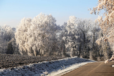 寒冷的早晨冬季风景树图片