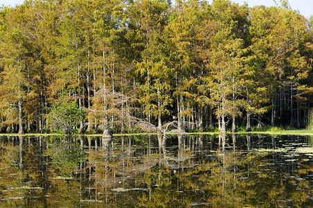 路易斯安那州沼泽和湿地的秋叶图片