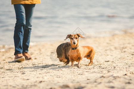 两只腊肠犬在沙滩上玩耍两只小狗在户外玩耍腊肠犬两条河里的狗两图片