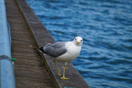 海鸥盯着码头边缘的相机在天然蓝色水背景前近距离观察白色和灰色的鸟海鸥图片