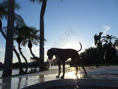 日落时后院狗的剪影图片