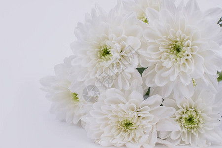 白色新鲜的菊花紧贴着白盛开的菊花背景图片