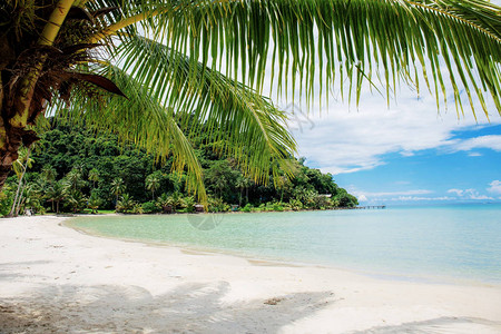 棕榈树在海边的海滩上图片