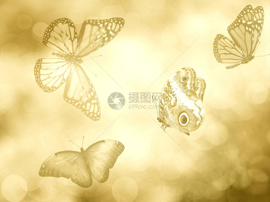 自然背景与蝴蝶图片