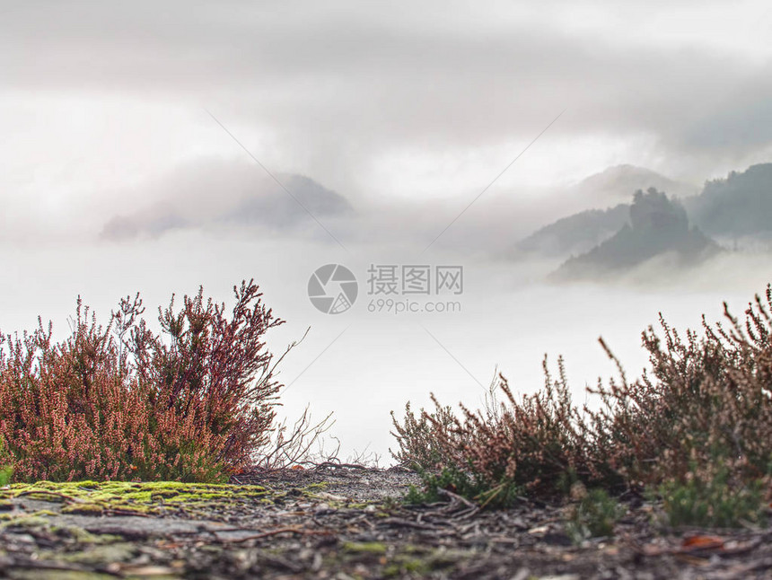 柔和的粉红色日出中壮丽的丘陵景观美丽的落基山脉公园山谷山丘因新图片