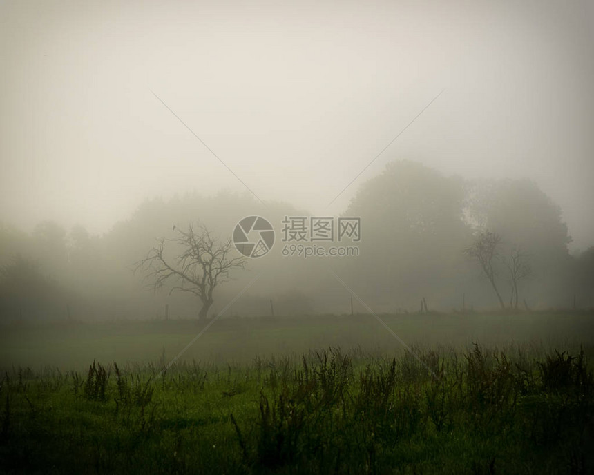 清晨的薄雾横扫瑞典乡村图片