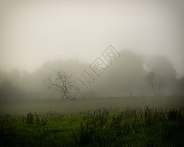 清晨的薄雾横扫瑞典乡村图片