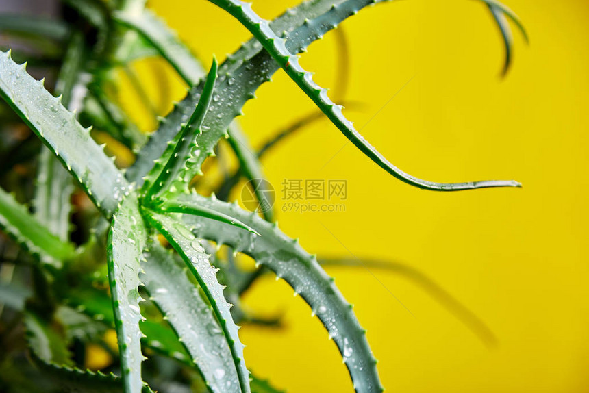 芦荟是一种流行的健康和美容药用植物图片