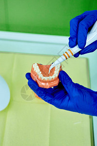 牙科医生持有牙齿模型假牙图片