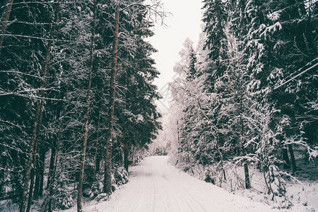 有雪的公路和树木的景象冬背景图片