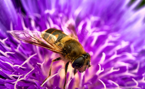 在花瓣上爬着蜜蜂寻找花蜜的花朵花朵图片