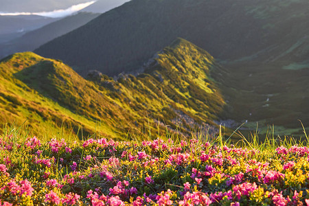 杜鹃花在山中美丽的地方盛开美丽的日落在阳光明媚的夏日图片