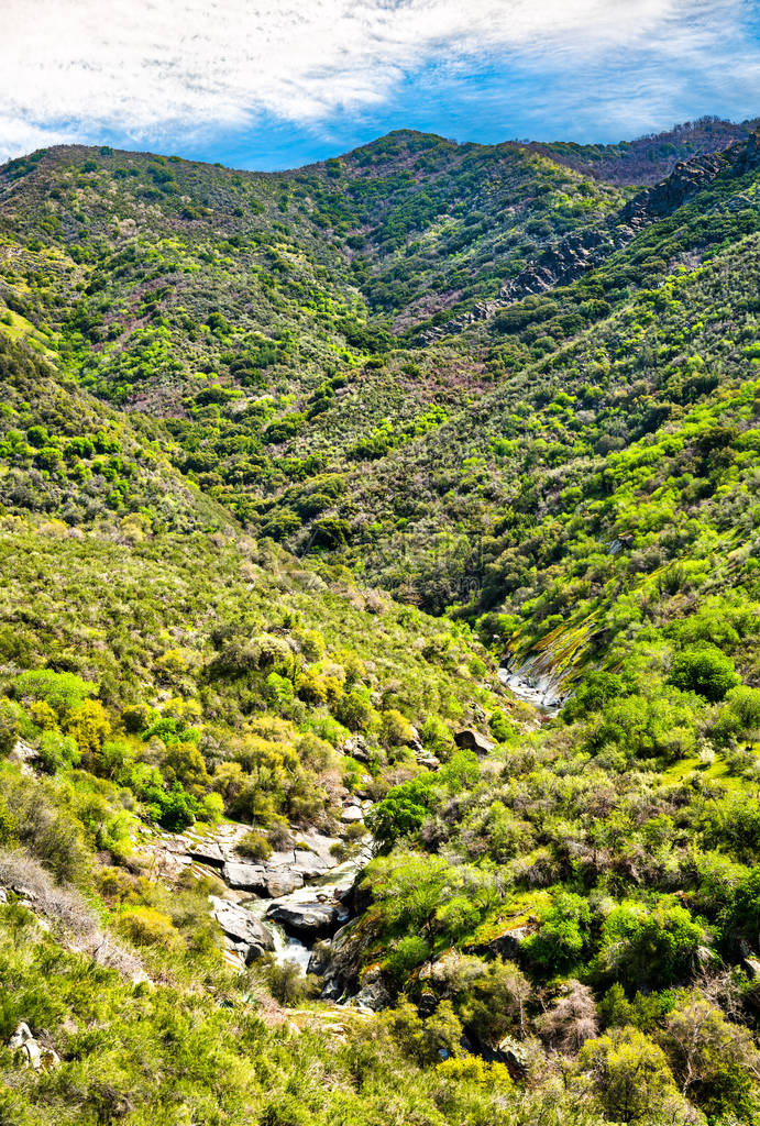 美国加利福尼亚州塞科伊亚公园的中图片