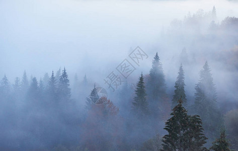 早上在山林景观中的仙女日出大雾笼罩着雄伟的松树林喀尔巴阡图片