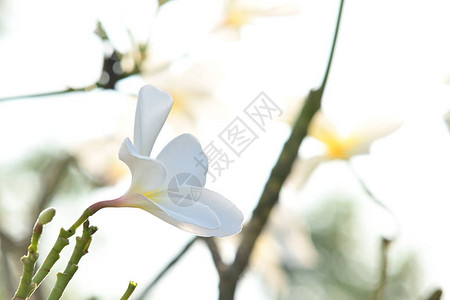 白freangipani羽李花热带花朵图片