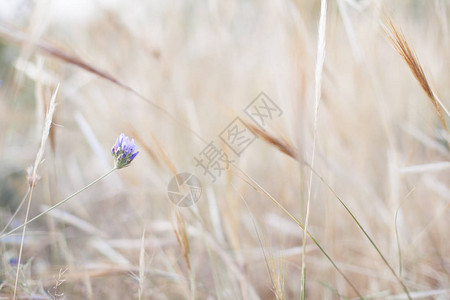 小蓝色花朵在陆地上用高图片