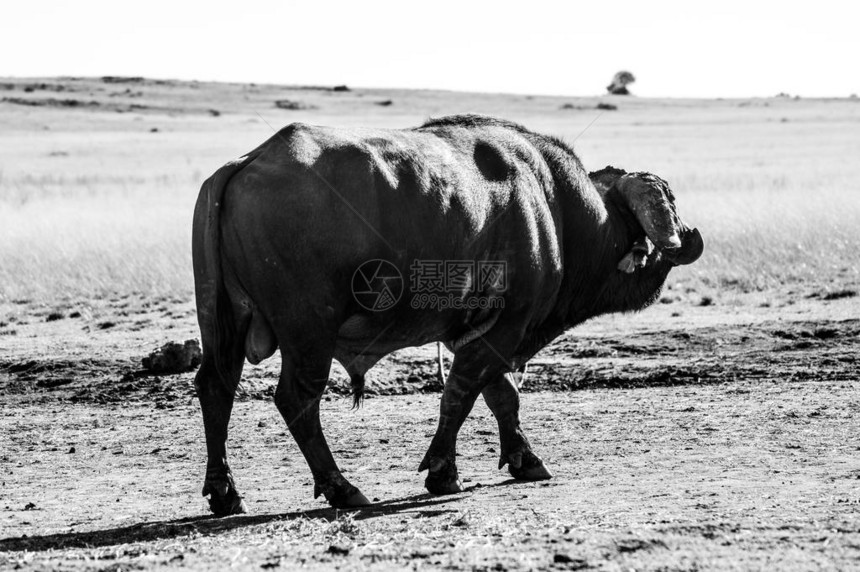 南非约翰内斯堡自然保护区非洲海牛披风水牛肖像画图片