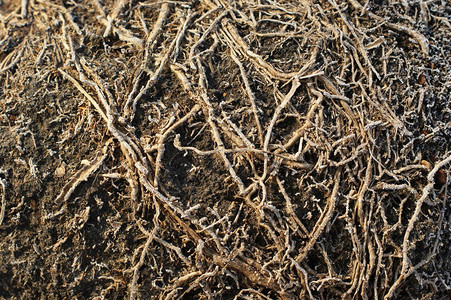 植物的根在土壤中富含适合栽培的养分展示种植在花盆中的球图片