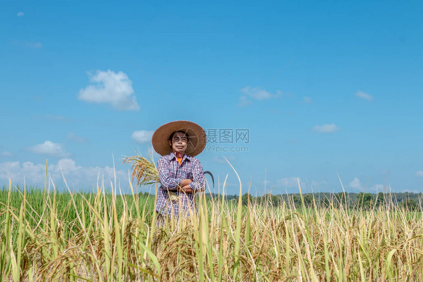 农民在稻田里收割庄稼晴朗的天空图片