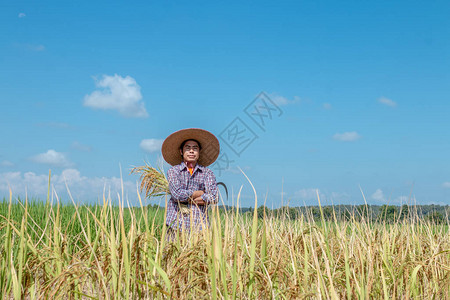 农民在稻田里收割庄稼晴朗的天空图片