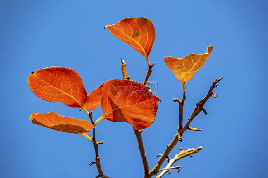 秋天的树和枝在大自然中的黄叶图片