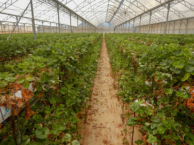 草莓是在表顶灌溉系统眼中商业上种植的图片