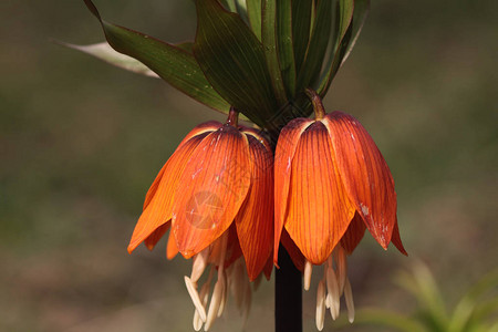倒向的郁金香花Fritiillaria图片