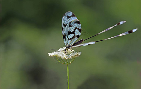 花上的风筝甲虫Nemopterasinuata图片