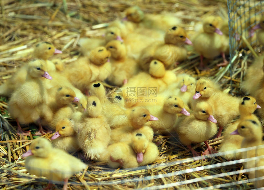 稻草中的小鸡群图片