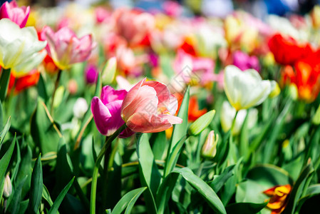 荷兰利塞是世界上最大的花园之一关闭了露天的郁金香青春自图片