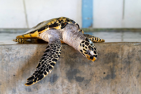 在斯里兰卡的海龟保护中心图片