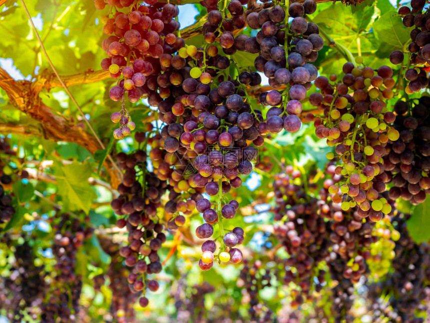 葡萄园里的新鲜葡萄准备好收获深蓝色串葡萄与绿叶图片