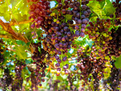 葡萄园里的新鲜葡萄准备好收获深蓝色串葡萄与绿叶图片