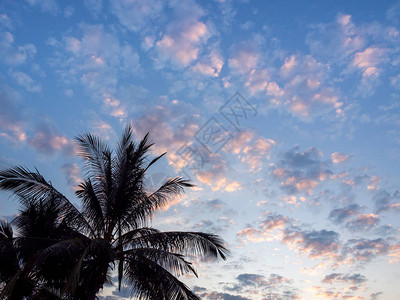 日落天空背景上美丽的金色云彩上的热带棕榈树剪影图片