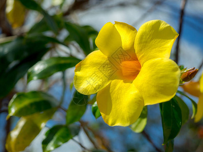 近距离的黄色花朵背景图片