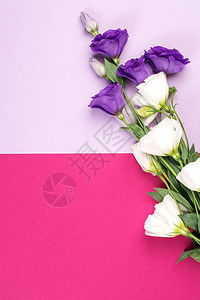 粉红色纸背景上精致的白色和紫色洋桔梗花图片