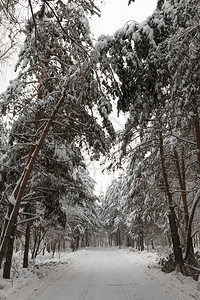 白雪冬季森林日历图片